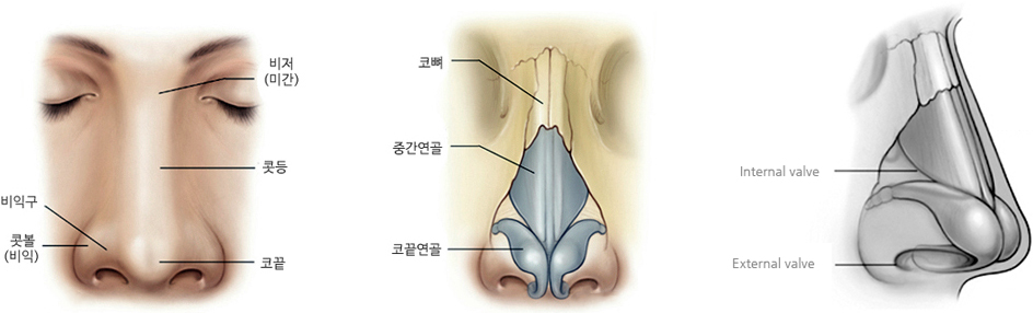 코의 해부학적 구조